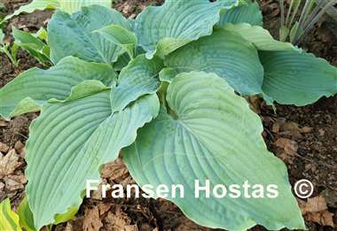 Hosta Ruffles n Ridges